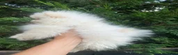 Pomeranian dogs for sale: pomarain pups - Advert 6
