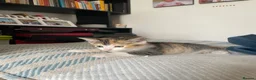 Mixed Breed cats for sale: Two stripy tortie and one black little girl in Swansea - Advert 7