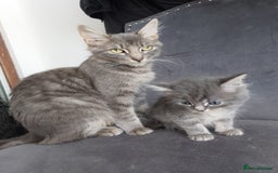 Mixed Breed cats for sale: 3 gorgeous boys - Image 6