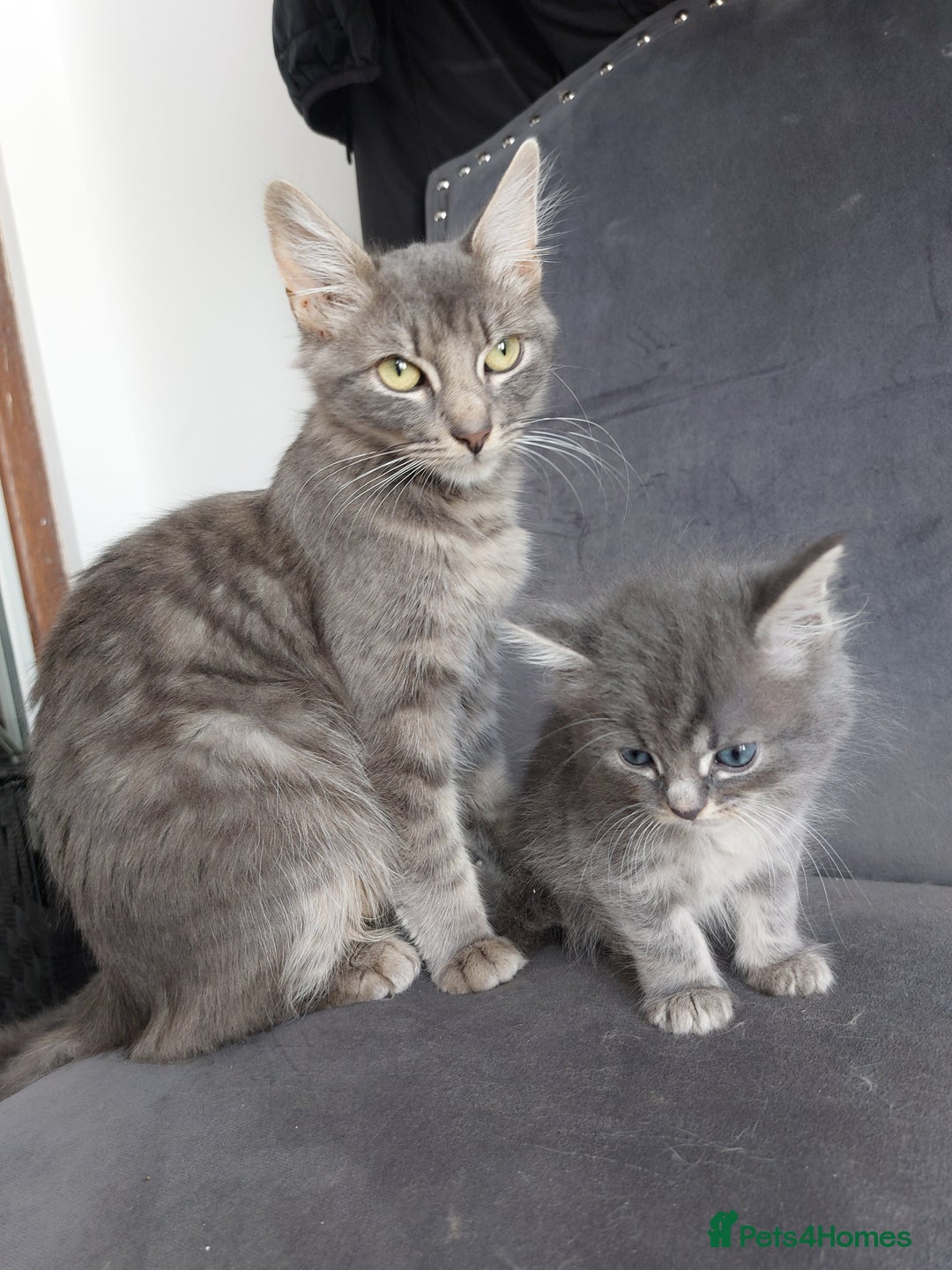 Mixed Breed cats for sale: 3 gorgeous boys - Image 6