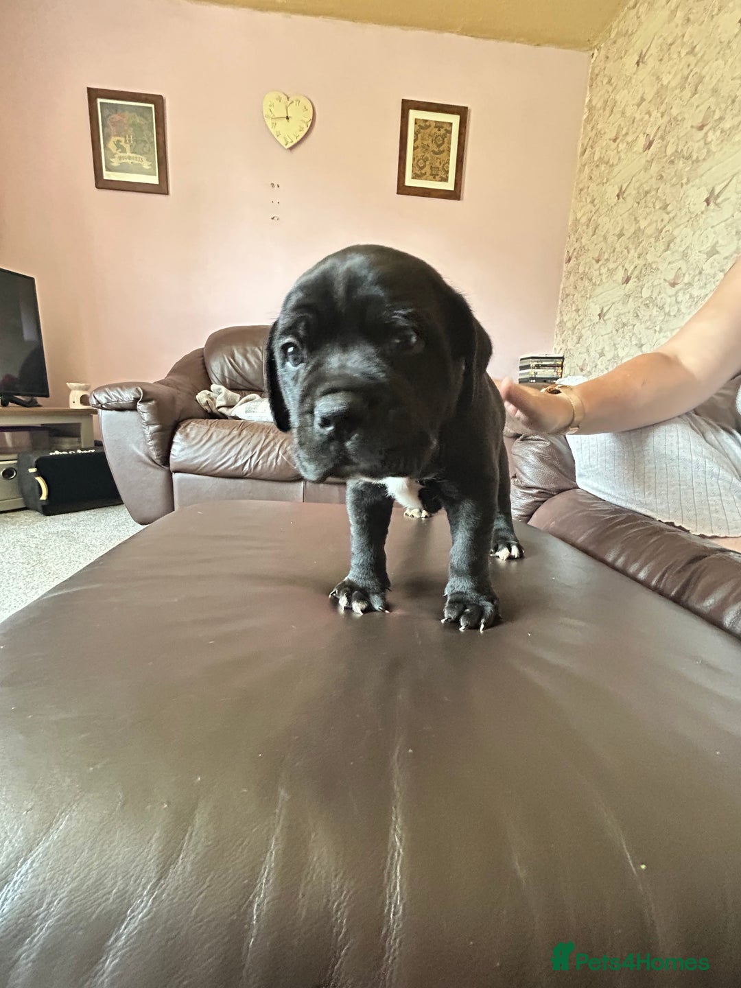 Mixed Breed dogs for sale: Four cane Corso and staff bullterrier mix.  - Image 8