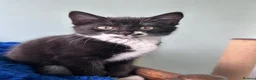 Mixed Breed cats for sale: Seven beautiful kittens  - Advert 8