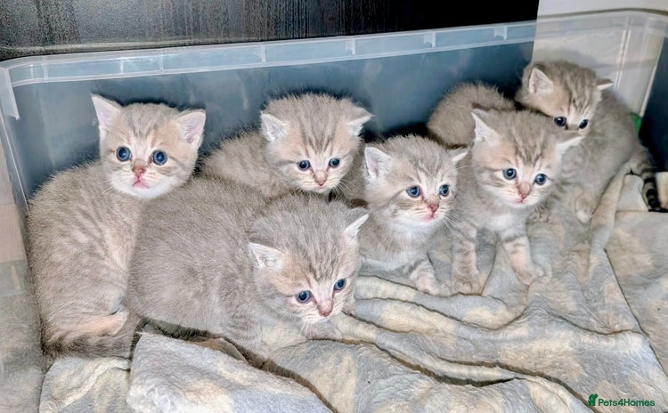 Domestic Shorthair cats - Advert 5