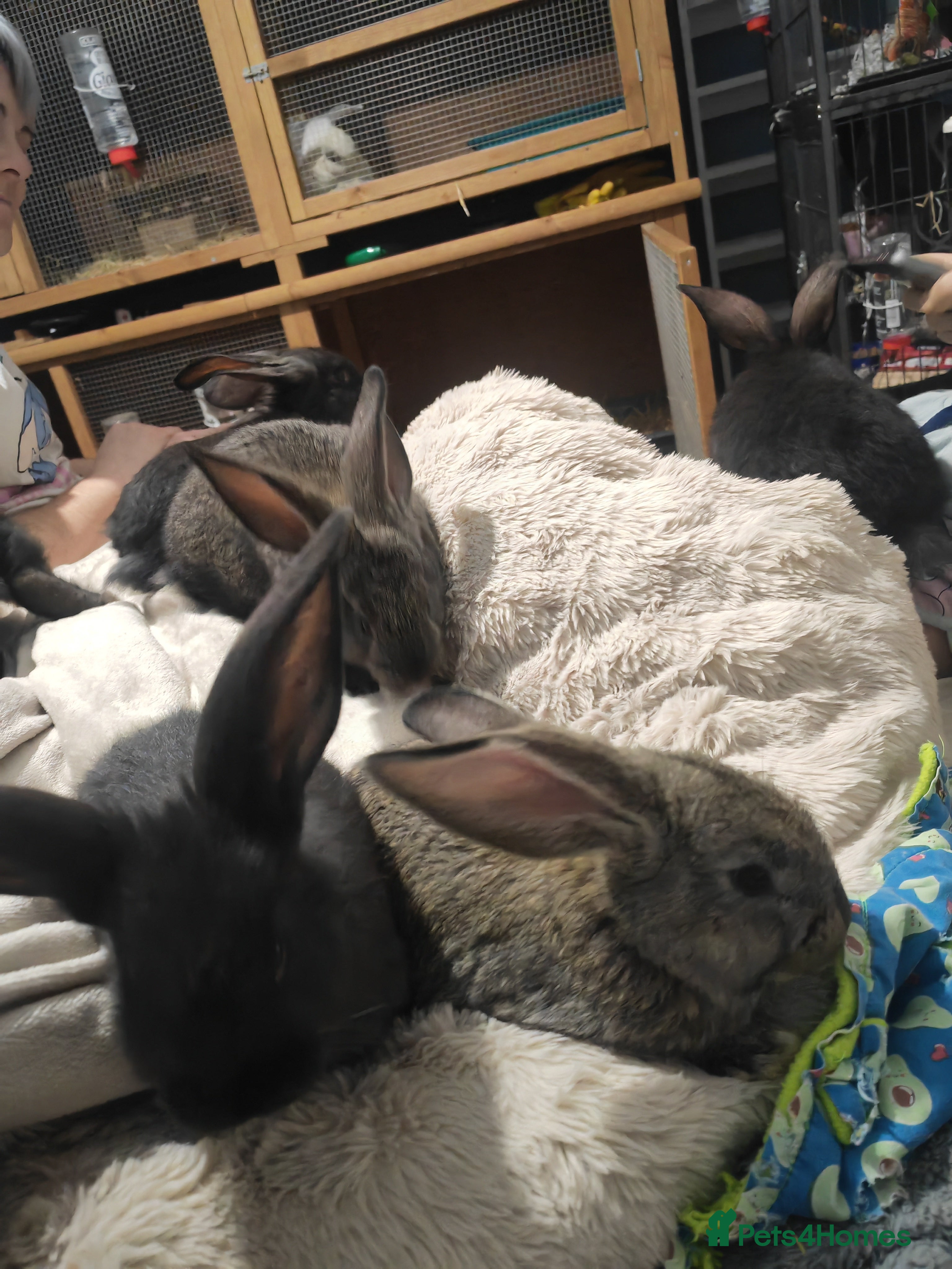 Flemish rabbits Pure Flemish  - Advert 1