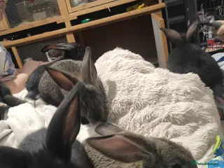 Flemish rabbits Pure Flemish - Advert 1