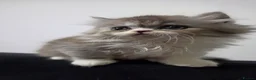 Persian cats for sale: 5 Beautiful Purebred Persian KittensREADY TO LEAVE - Advert 30