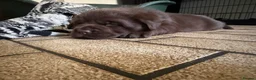 Labrador Retriever dogs for sale: Super Chunky Gorgeous George in Poulton-le-Fylde - Advert 9