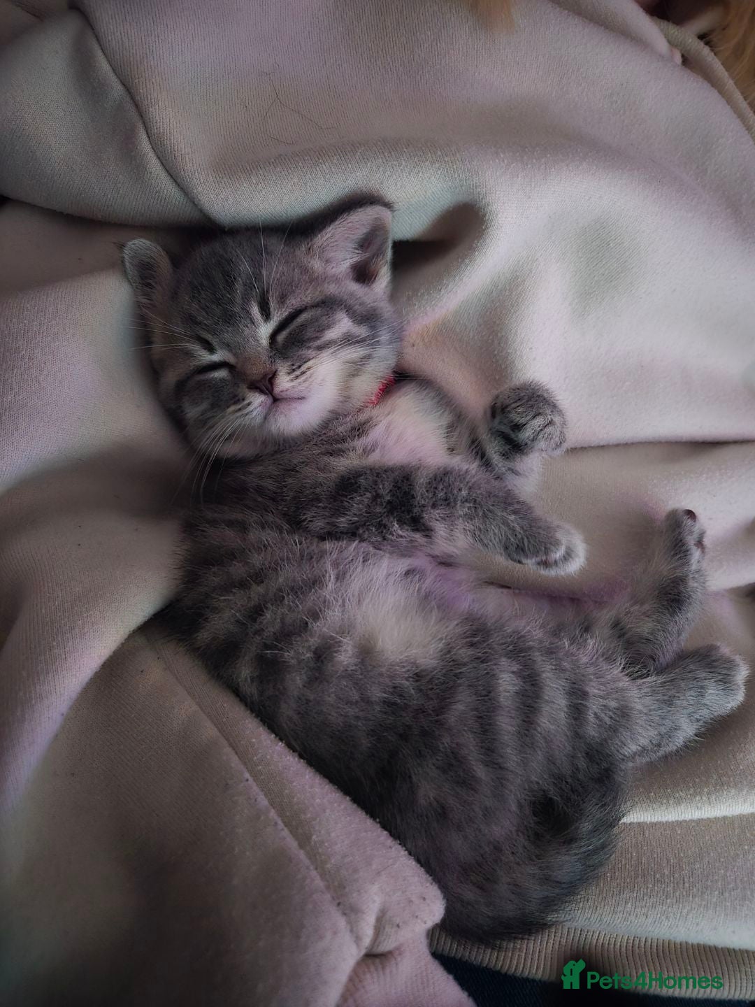 British Shorthair cats Twelve British short-haired mixed breed - Advert 9