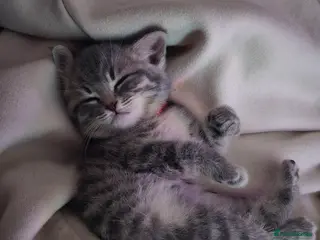 British Shorthair cats REDUCED !!!! FIVE British short-haired mixed breed - Advert 15