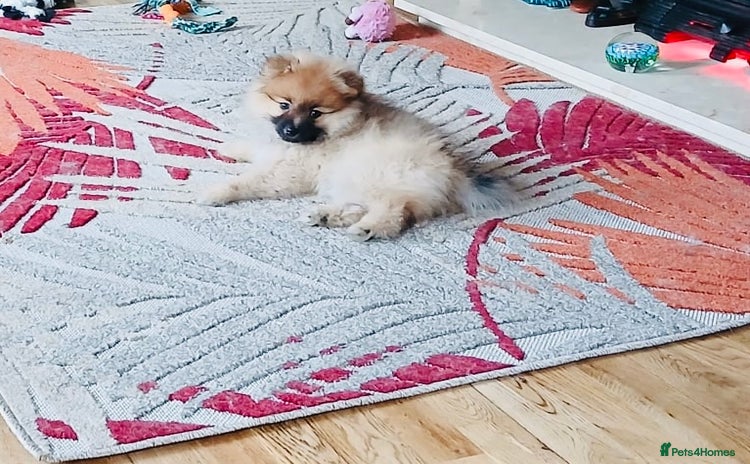 Pomeranian dogs - Advert 2