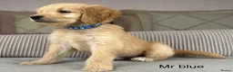 Goldendoodle dogs for sale: BEAUTIFUL HEALTHY LOVING PUPPIES  - Advert 37