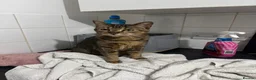 Mixed Breed cats for sale: Two beautiful cats  - Advert 1
