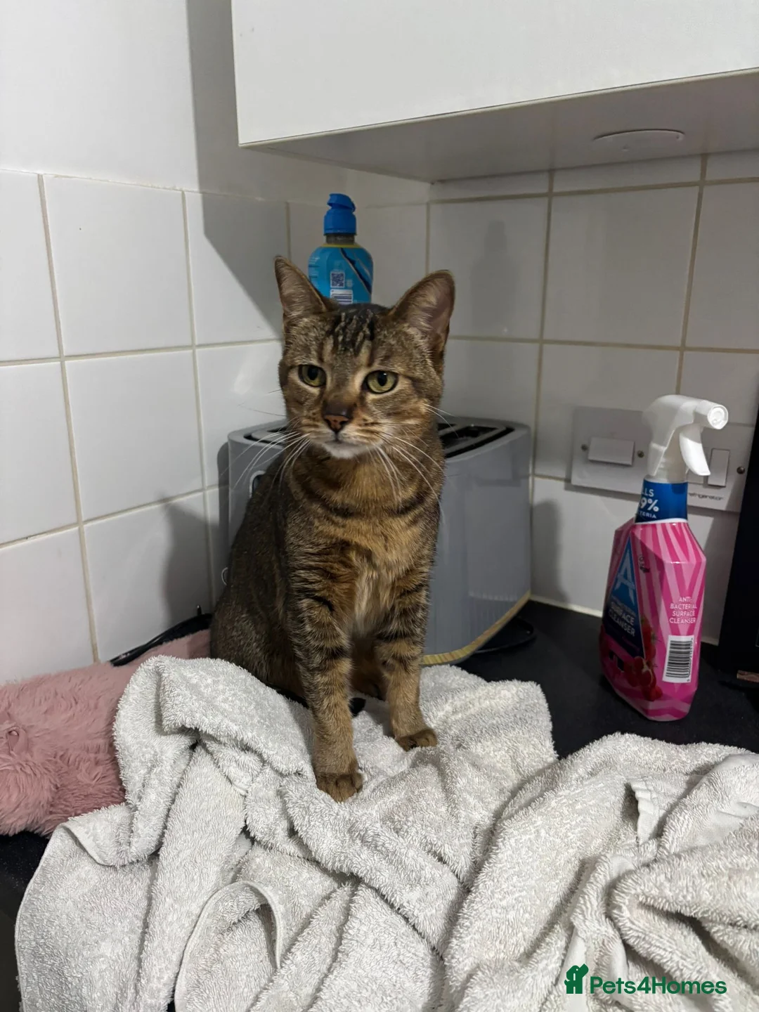 Mixed Breed cats for sale: Two beautiful cats  - Advert 1