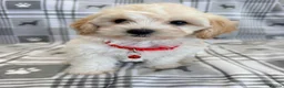 Maltipoo dogs for sale: Happy,loving affectionate Health Tested Maltipoo’s - Advert 15