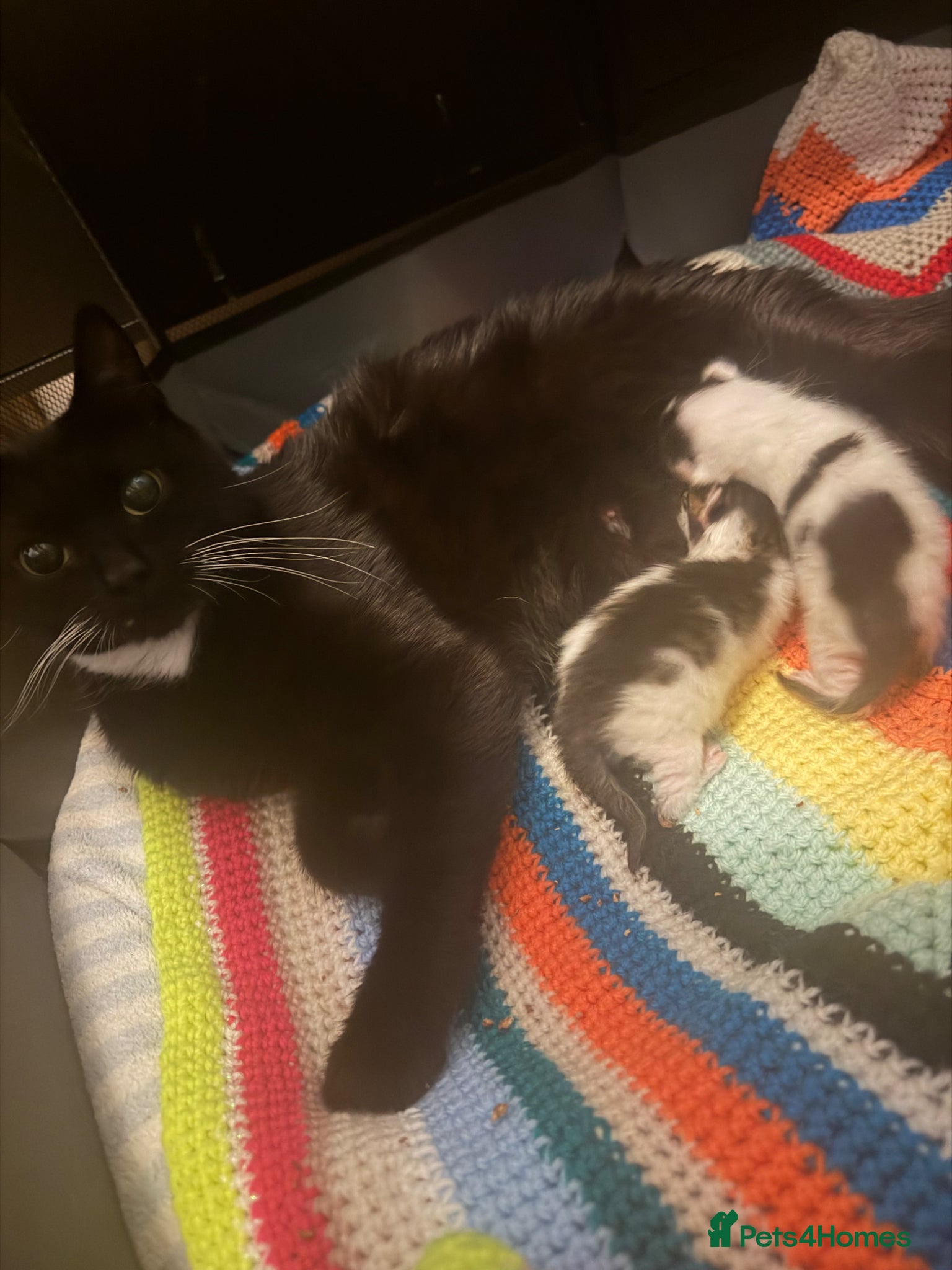 Mixed Breed cats Gorgeous boy looking for his forever home - Advert 1