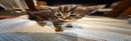 Persian cats for sale: Persian Black Mix  - Advert 6
