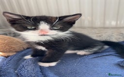 Domestic Shorthair cats for sale: 3 Kittens Aged 6mths Looking for Forever Homes  - Image 2