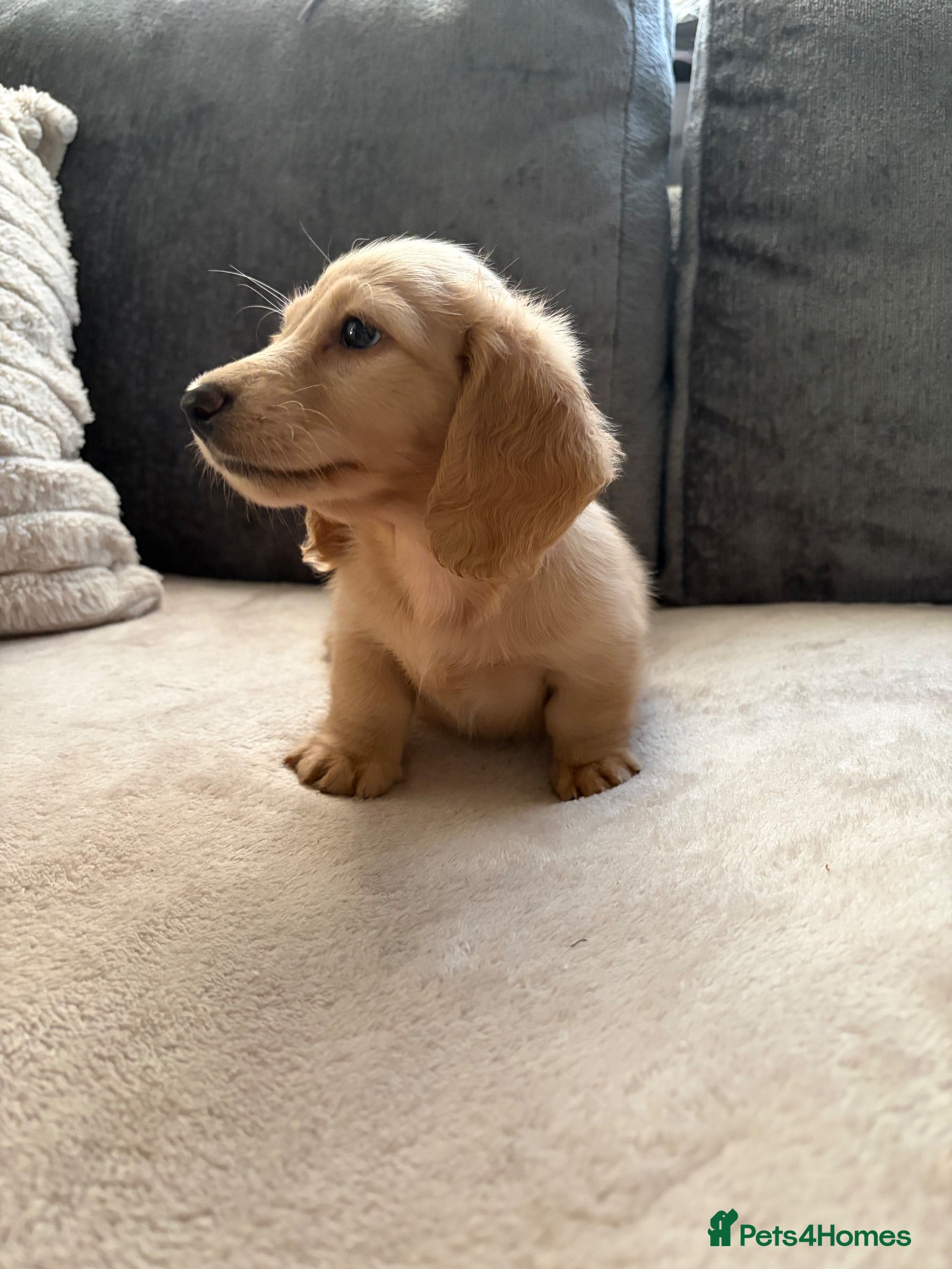 Miniature Dachshund dogs Cream Longhair Miniature Dachshund  - Advert 1