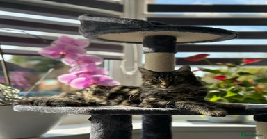 Maine Coon cats - Advert 9