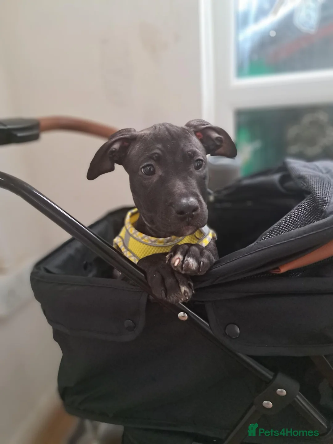 Mixed Breed dogs for sale: American Bulldog x Presa De Canario x Malinois Mix - Advert 1