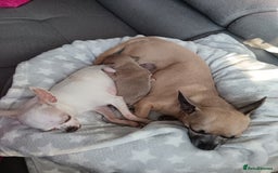 Chihuahua dogs for sale: Chihuahua boy 💙 - Advert 16