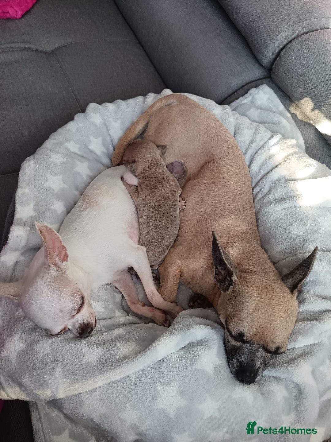 Chihuahua dogs for sale: Chihuahua boy 💙 - Advert 16