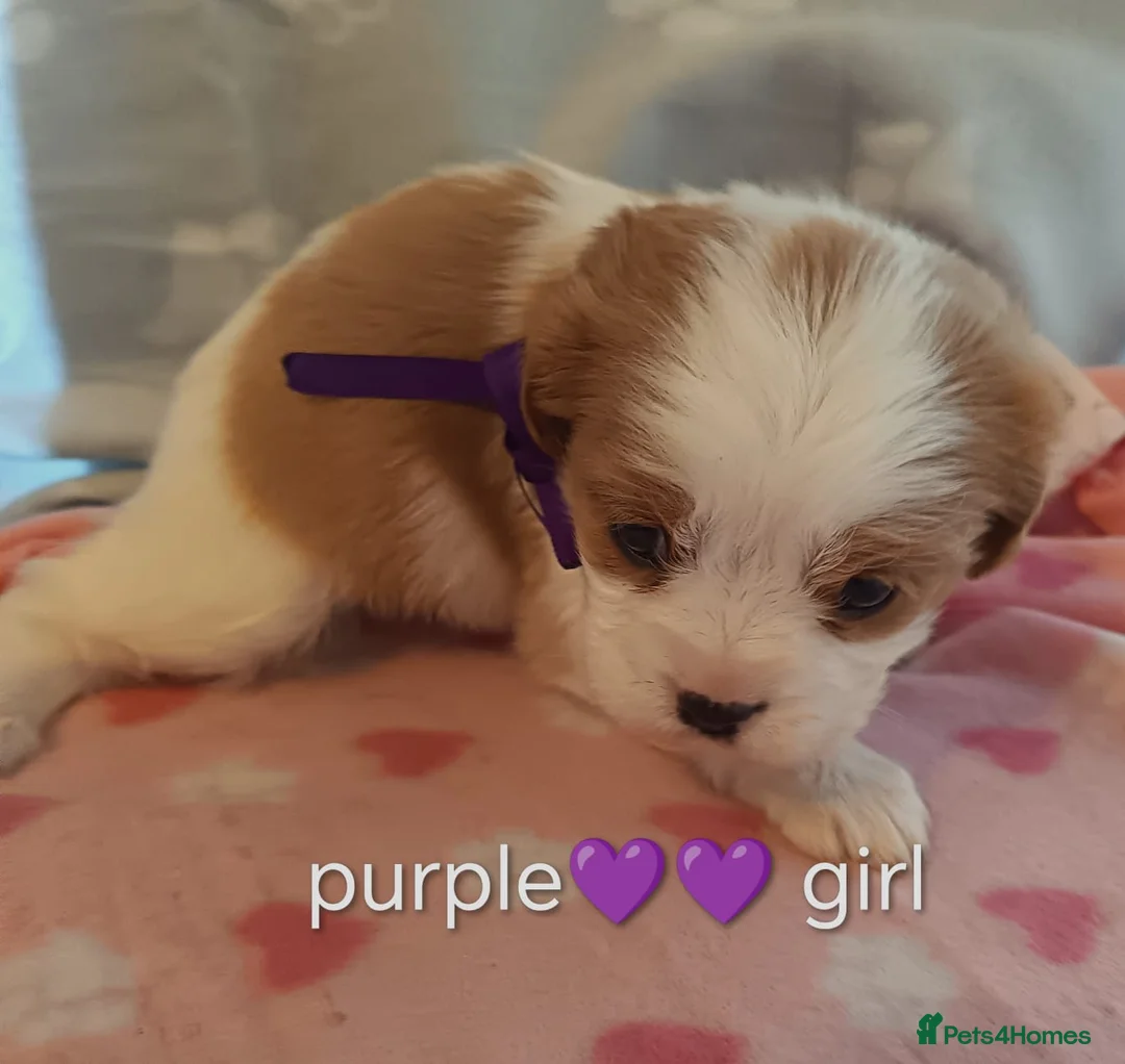 Cavalier King Charles Spaniel dogs for sale: DNA KC CAVALIER KING CHARLES in Newark - Advert 2