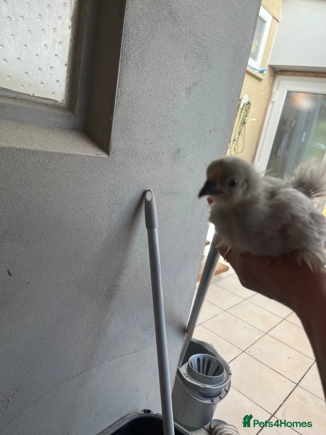Chickens poultry for sale: Chamois polish pullets, Lavender pekin batams   - Advert 16