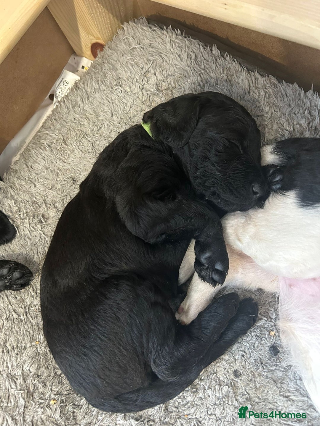 Mixed Breed dogs for sale: Gordondoodle  - Image 12