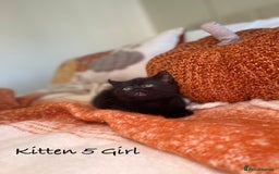 Mixed Breed cats for sale: Beautiful kittens 8 weeks old ready now  - Image 18