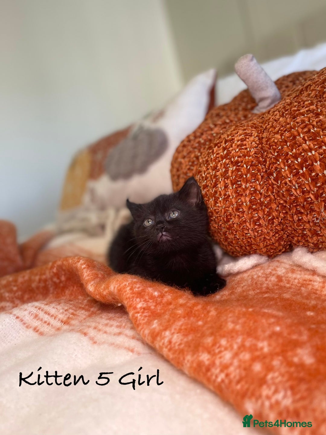 Mixed Breed cats for sale: Beautiful kittens 8 weeks old ready now  - Image 18