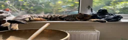 Bengal cats for sale: Full Bengal Brown Rosetted Female - Mia (Mims) - Advert 14