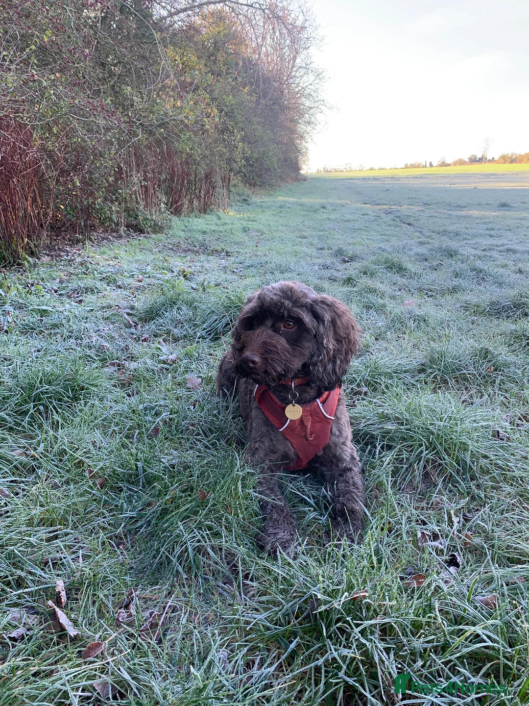 Cockapoo dogs for sale: Cockapoos Due 11th February- Waiting List Open - Advert 21
