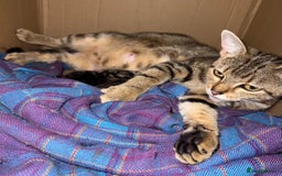 Domestic Shorthair cats for sale: 4 gorgeous Tabby’s looking for their forever home! - Image 11