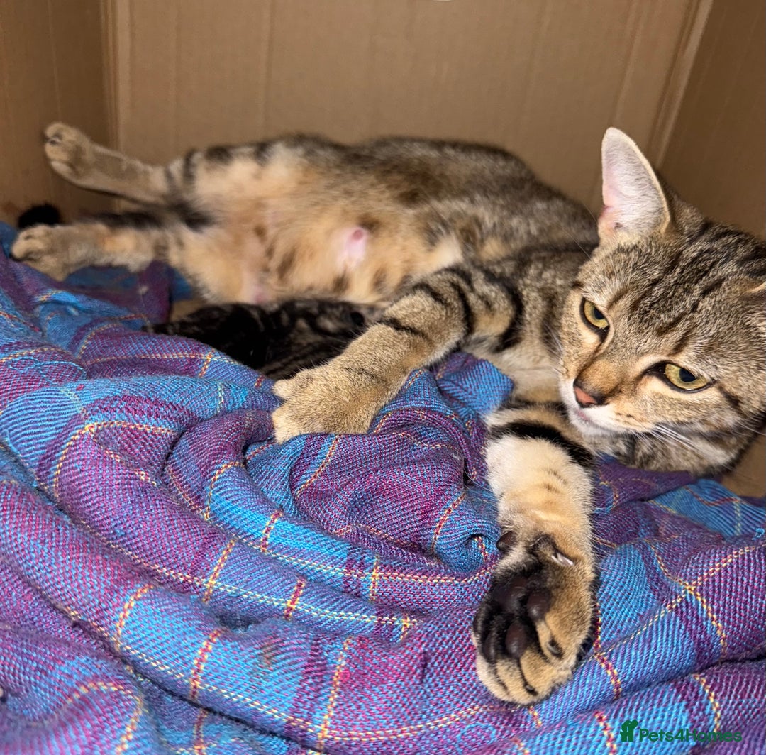 Domestic Shorthair cats for sale: 4 gorgeous Tabby’s looking for their forever home! - Image 11
