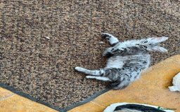 Ragdoll cats for sale: Ragcoons - Image 13