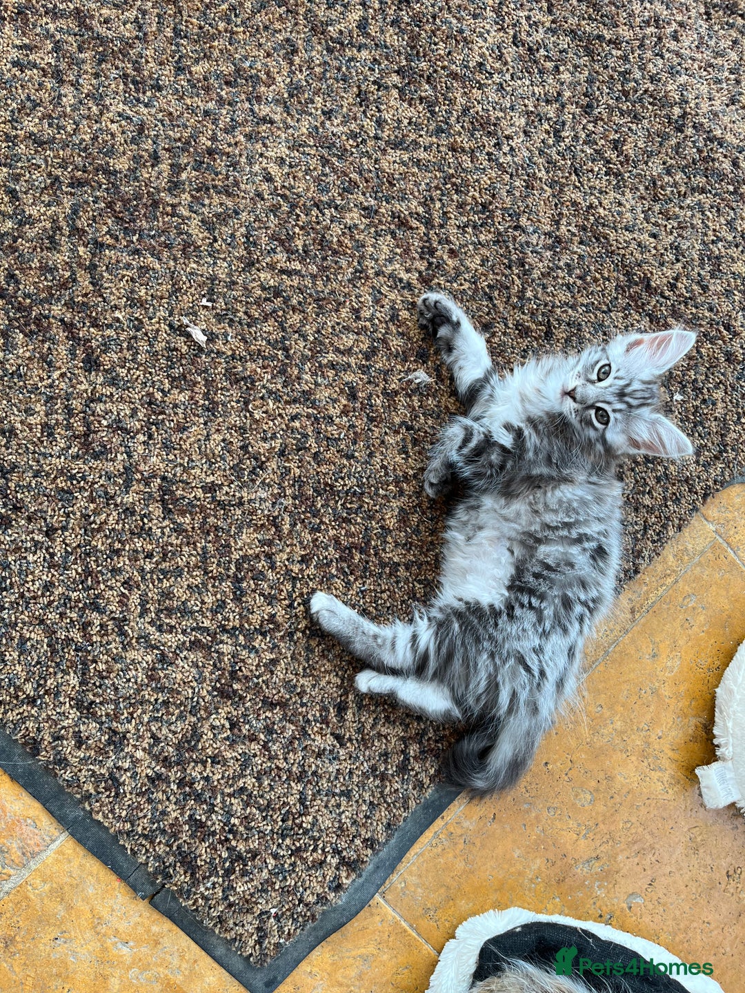Ragdoll cats for sale: Ragcoons - Image 13