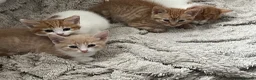 Mixed Breed cats for sale: Gorgeous kittens  - Advert 3