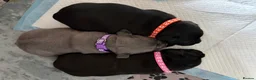 Staffordshire Bull Terrier dogs for sale: KC Staffordshire Bull Terrier Puppies - Advert 9