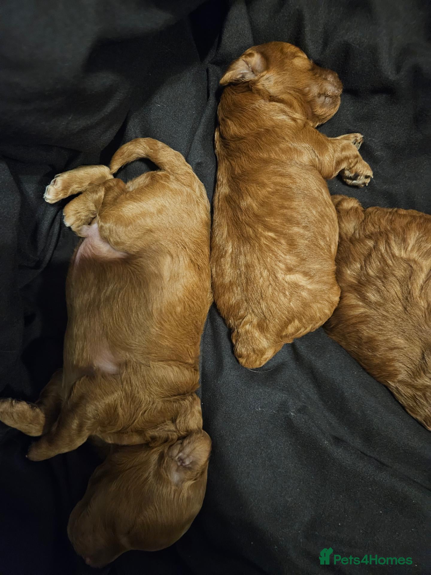 Toy Poodle dogs Stunning red toy poodle puppies - Advert 8