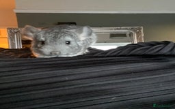 Chinchilla rodents for sale: Baby male chinchilla ready now  - Image 2