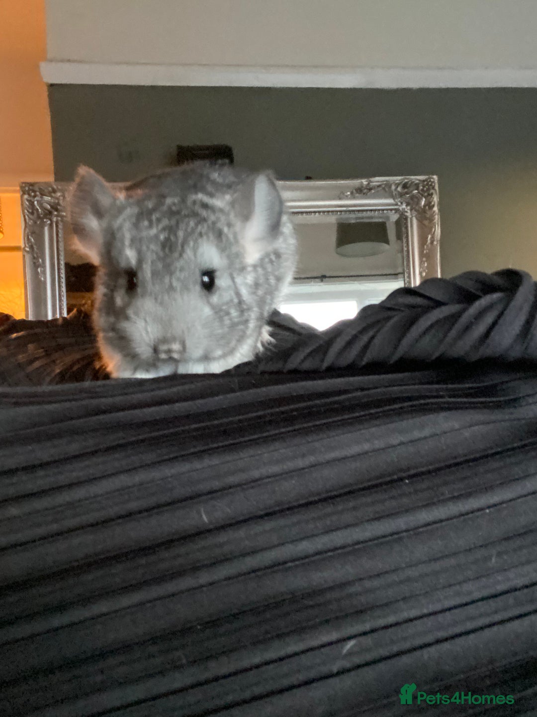 Chinchilla rodents for sale: Baby male chinchilla ready now  - Image 2