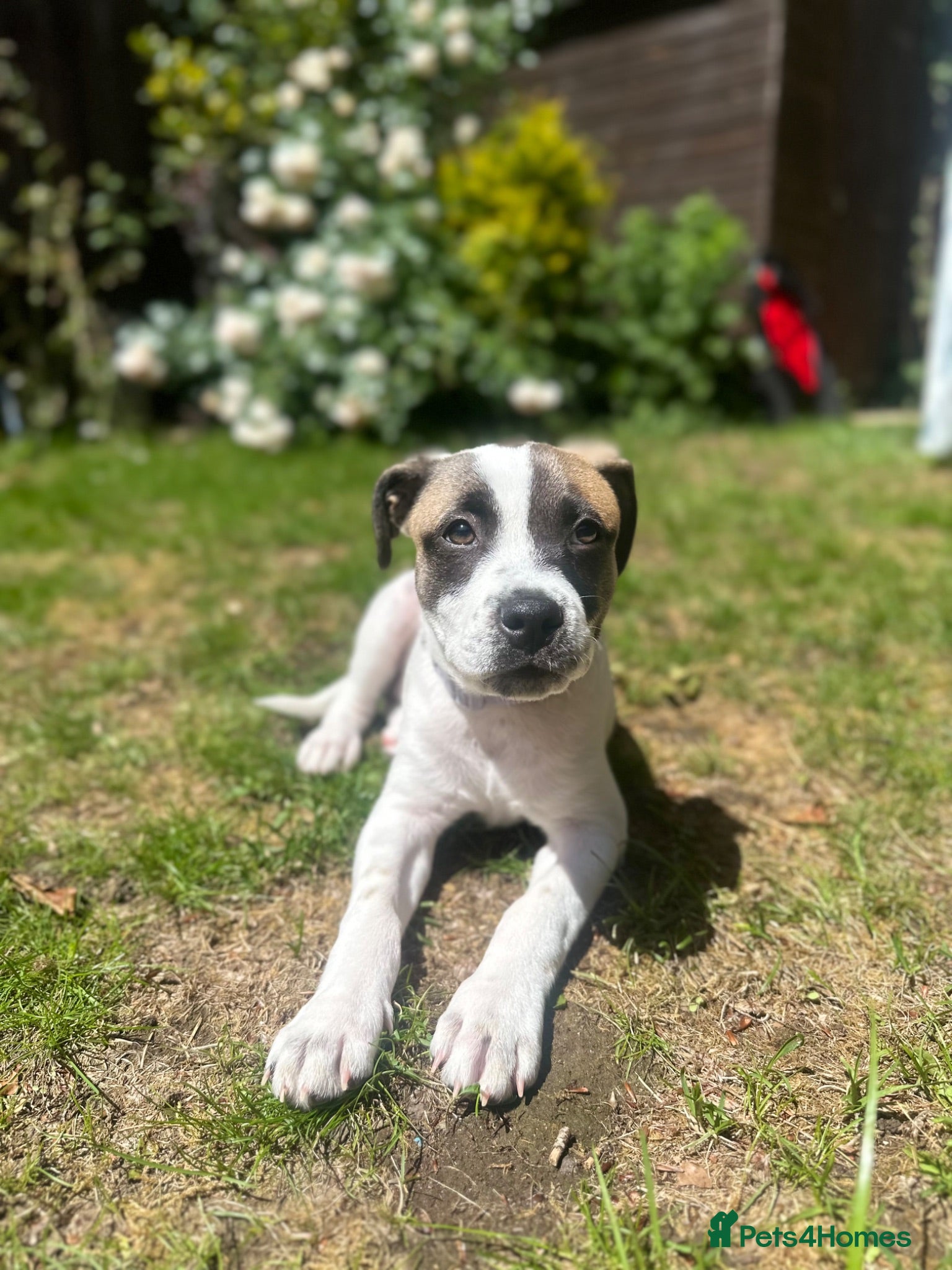 Mixed Breed dogs Staffordshire bull terrier x whippet mix - Advert 2