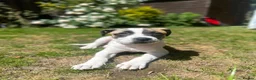 Mixed Breed dogs for sale: Staffordshire bull terrier x whippet mix - Advert 1