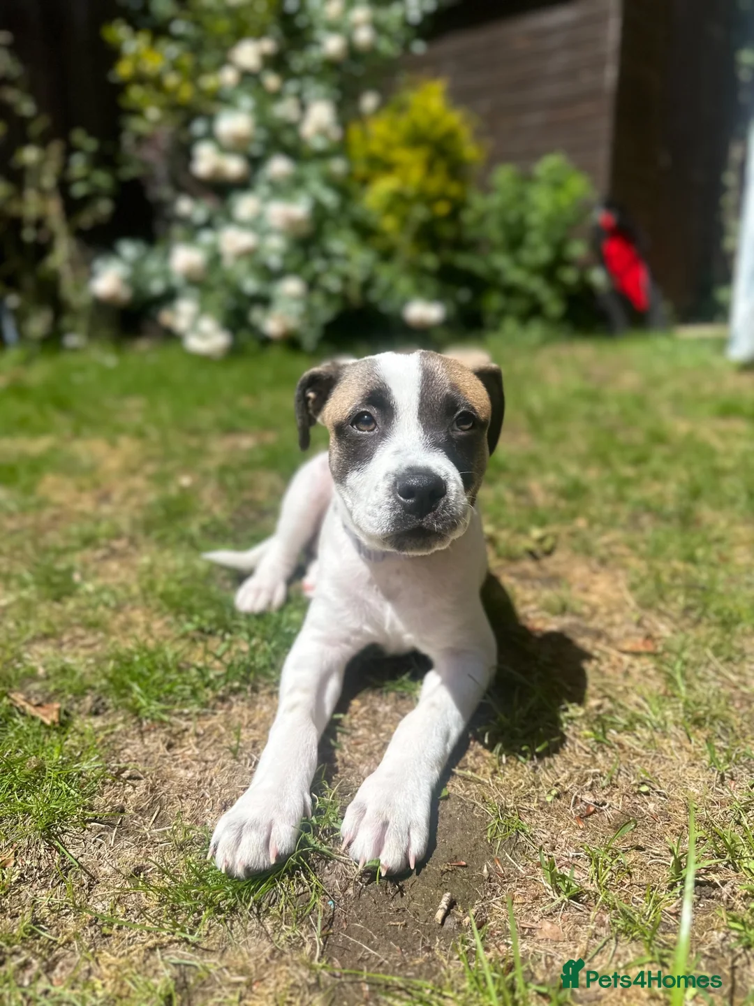 Mixed Breed dogs for sale: Staffordshire bull terrier x whippet mix - Advert 1