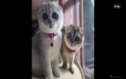 Scottish Fold cats for sale: Beautiful TICA Registered Scottish Girl Kittens - Image 6