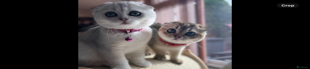 Scottish Fold Ginger Girl Kitten 