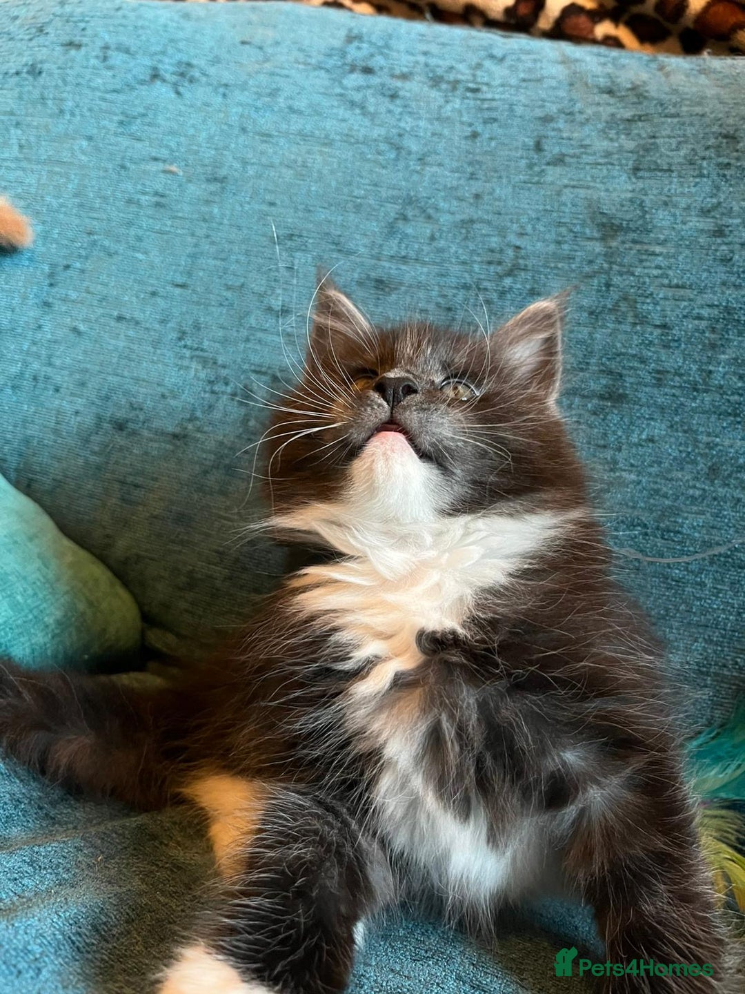 Maine Coon cats for sale: Ready now Beautiful chunky Maine coon kittens - Advert 10