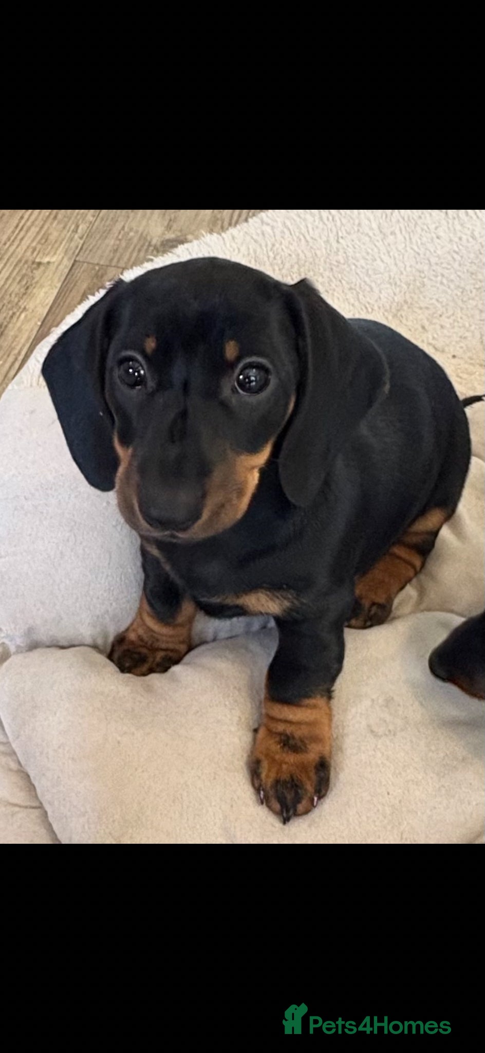 Miniature Dachshund dogs for sale: Miniature Smooth Black & Tan Dachaund puppies - Advert 1