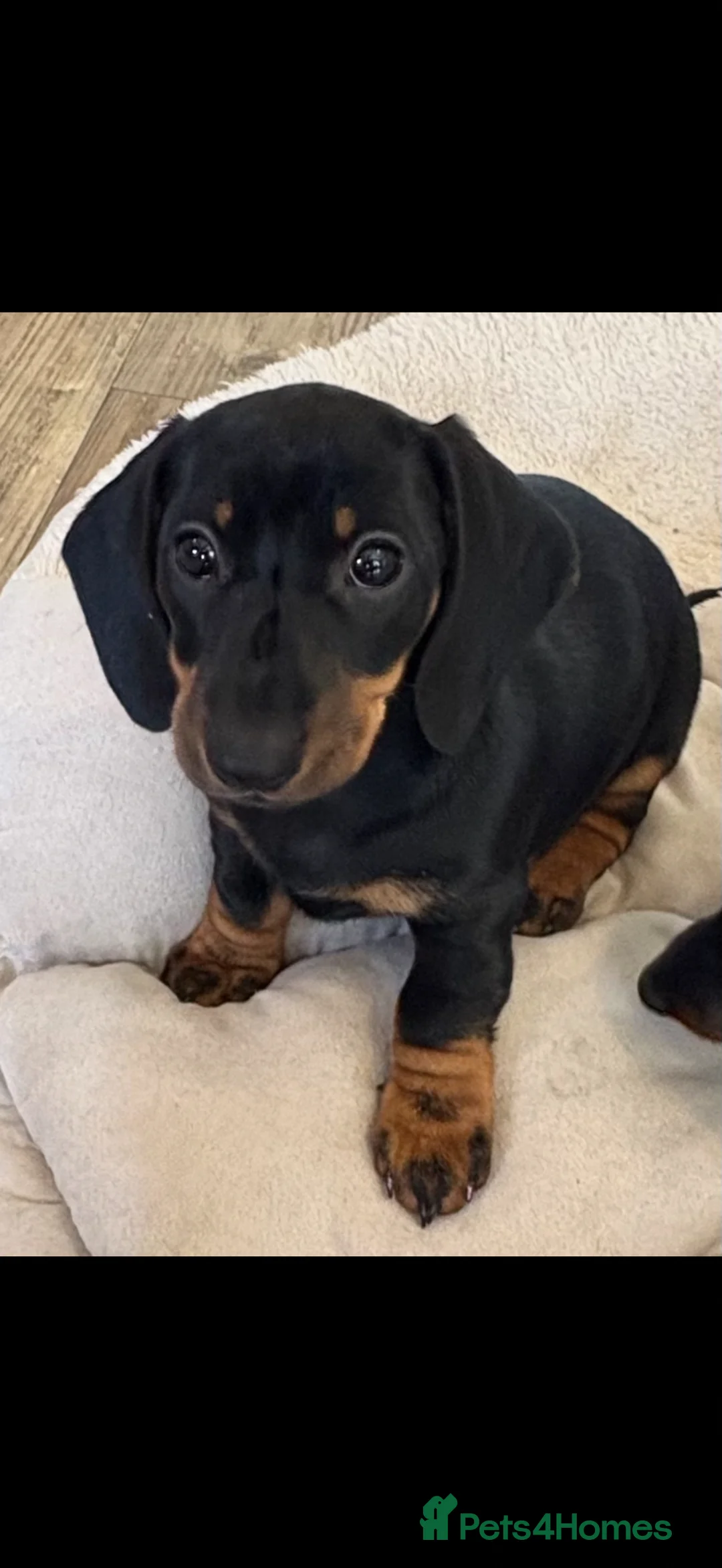 Miniature Dachshund dogs for sale: Miniature Smooth Black & Tan Dachaund puppies - Advert 1